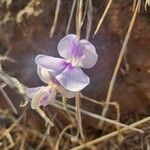 Vigna frutescens Blomst