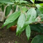 Cinnamomum cassia برگ