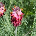 Platycapnos spicata 花