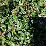 Cotoneaster integrifolius Blad