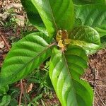 Nauclea latifolia Folio