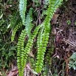 Asplenium viride पत्ता