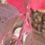 Cornus sericea Bark