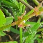 Oxygonum sinuatum Fruit