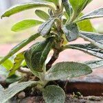 Buddleja globosa Кора