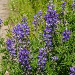 Lupinus sericeus 花