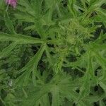 Malva moschata ഇല