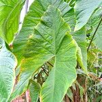 Cyrtosperma johnstonii Leaf