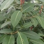 Sanchezia oblonga অভ্যাস