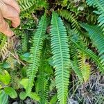 Blechnum spicant Hostoa