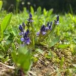 Polygala amara आदत