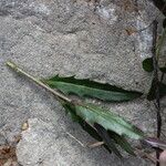 Hesperis laciniata Fuelha