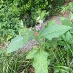 Solanum carolinense Yaprak