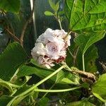 Clerodendrum chinense Други