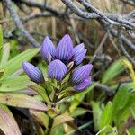 Gentianella dasyantha