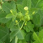 Jatropha chevalieri ഫലം