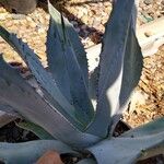 Agave palmeri Ліст