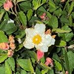 Cistus populifolius Fula