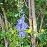 Campanulastrum americanum Fleur