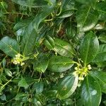 Ilex canariensis 花