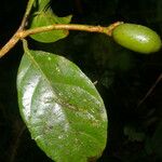 Beilschmiedia costaricensis