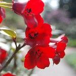 Rhododendron sanguineum Bloem