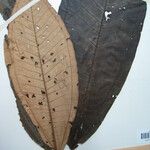 Miconia punctata Arall