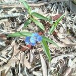 Commelina cyanea Flor