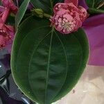 Medinilla magnifica List