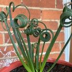 Albuca spiralis Folha