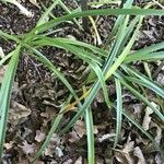 Nerine bowdenii Leaf