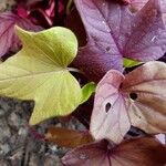 Ipomoea batatas Leaf