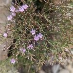 Limonium cordatum Λουλούδι