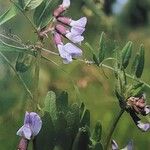 Vicia sepium Цветок