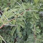 Vachellia karroo Blad