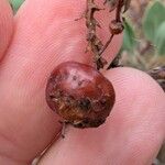 Arctostaphylos columbiana ᱡᱚ