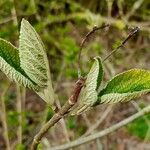 Viburnum lantana পাতা