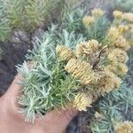 Helichrysum kraussii