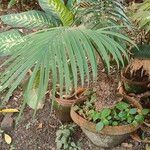 Cycas circinalis Leaf