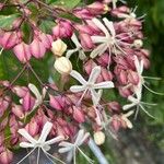 Clerodendron trichotomum