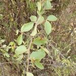 Gymnosporia putterlickioides Leaf