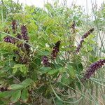 Amorpha fruticosa Hábito
