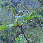 Alnus alnobetula Pokrój