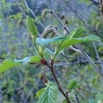 Alnus alnobetula 整株植物