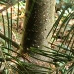 Abies concolor Bark