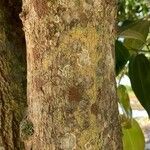 Cinnamomum verum Bark