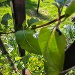 Lonicera japonica ഇല