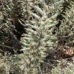 Echium italicum Frunză