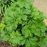 Trollius chinensis पत्ता