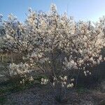 Amelanchier × lamarckii Облик